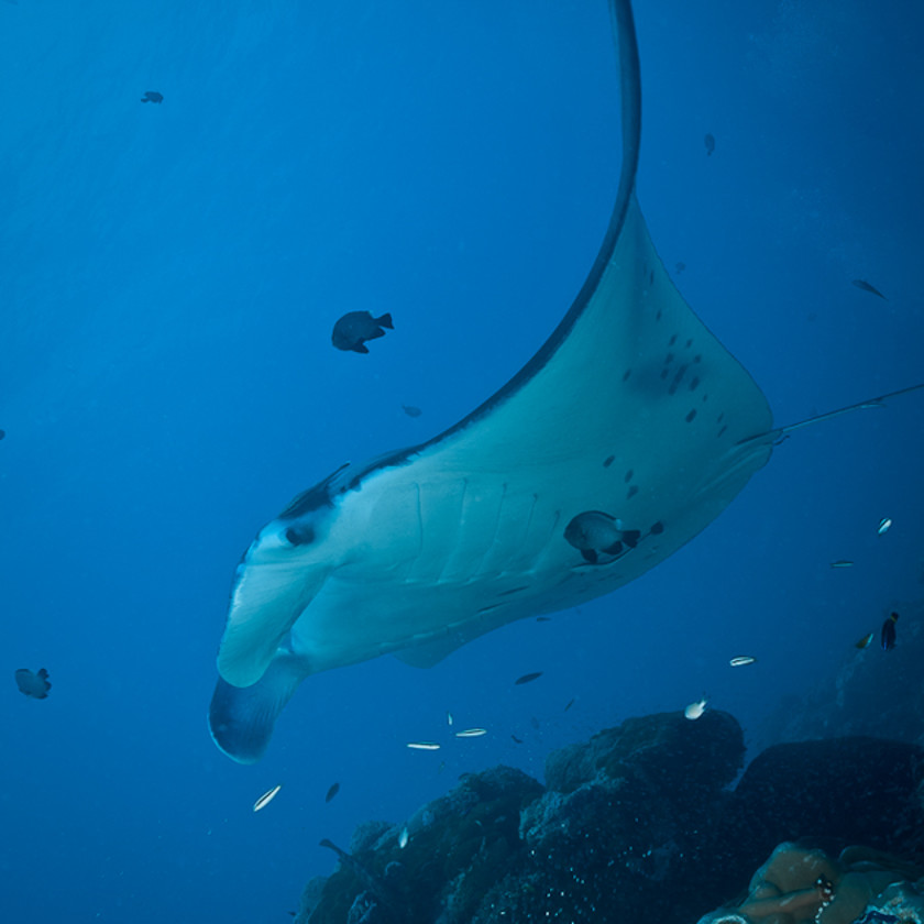 Mantas en Nusa Penida